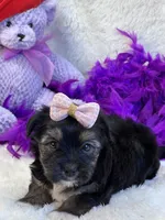Twinkie, a female Yorkipoo for sale in Birch Tree, MO – 6 of 10