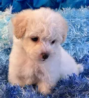 Benji, a male Maltipoo for sale in Birch Tree, MO – 8 of 10