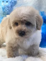 Lincoln, a male Morkie for sale in Birch Tree, MO – 4 of 10