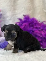 Twinkie, a female Yorkipoo for sale in Birch Tree, MO – 4 of 10