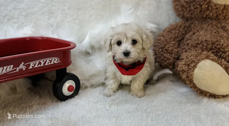 Ezra Jude  – Maltipoo puppy for sale in Birch Tree, MO