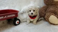 Ezra Jude , a male Maltipoo for sale in Birch Tree, MO – Photo 1 of 5