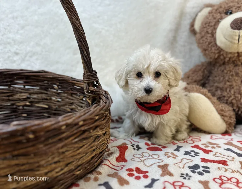 Ezra Jude  – Maltipoo puppy for sale in Birch Tree, MO
