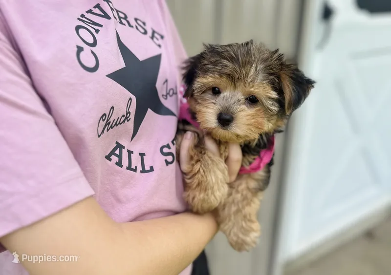 Eden – Morkie puppy for sale in Birch Tree, MO