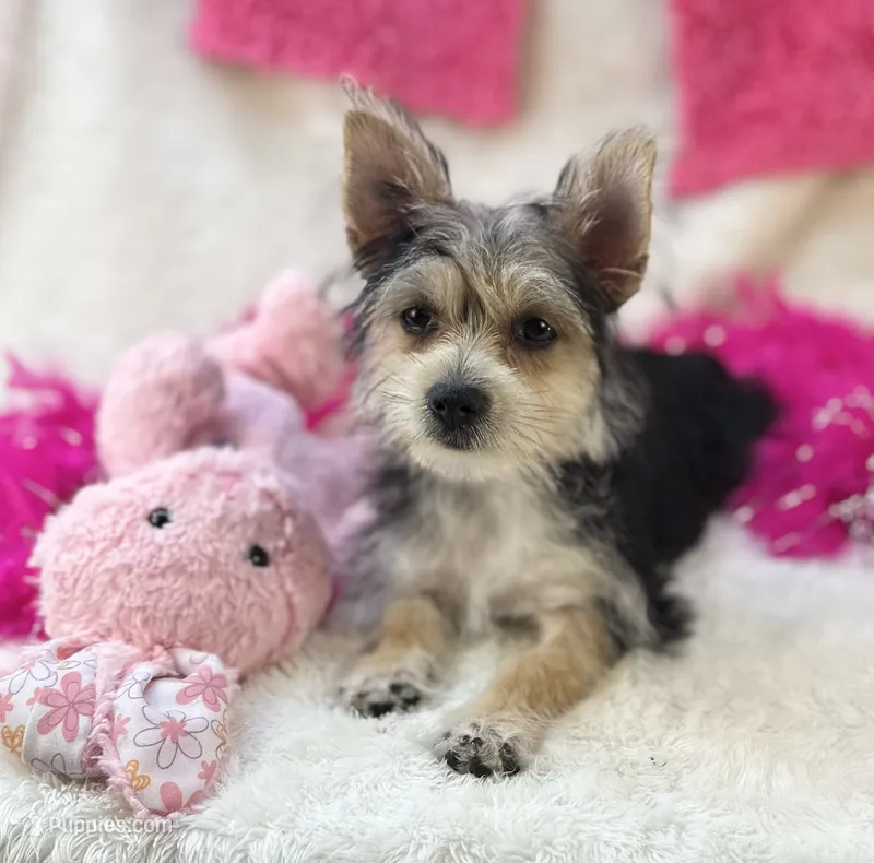 Ivy – Morkie puppy for sale in Birch Tree, MO
