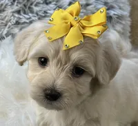 Franklin, a male Maltipoo for sale in Birch Tree, MO – 5 of 10
