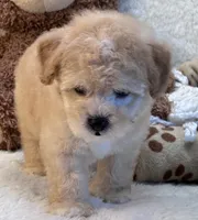 Hudson , a male Maltipoo for sale in Birch Tree, MO – 8 of 10