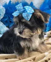 Banjo, a male Morkie for sale in Birch Tree, MO – 7 of 9