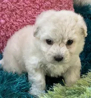Lady   Bug , a female Maltipoo for sale in Birch Tree, MO – 6 of 10