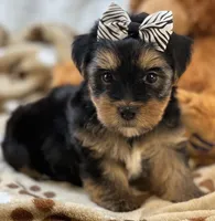 Handsome Boomer, a male Yorkipoo for sale in Birch Tree, MO – 6 of 10
