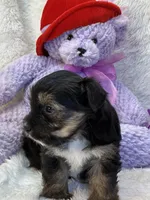 Twinkie, a female Yorkipoo for sale in Birch Tree, MO – 9 of 10