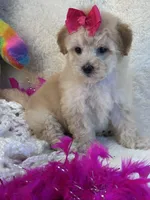 Twinkles, a female Maltipoo for sale in Birch Tree, MO – 7 of 10