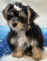 Sawyer, a male Morkie for sale in Birch Tree, MO – 9 of 10