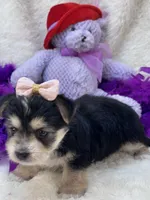 Sweet Cookie, a female Morkie for sale in Birch Tree, MO – 6 of 10