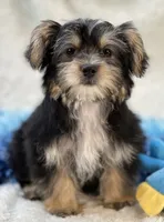 Sawyer, a male Morkie for sale in Birch Tree, MO – 1 of 10
