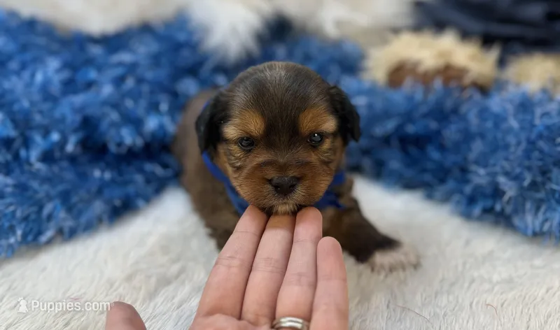 Rocky  – Shorkie puppy for sale in Birch Tree, MO