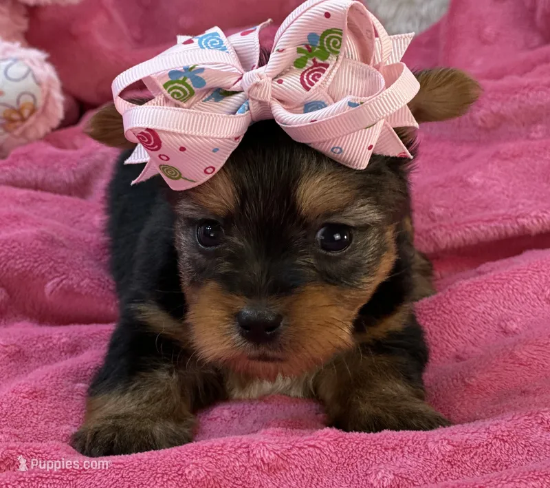 Charity – Morkie puppy for sale in Birch Tree, MO