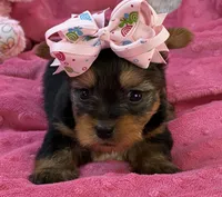 Charity, a female Morkie for sale in Birch Tree, MO – 1 of 8