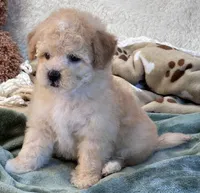 Hudson , a male Maltipoo for sale in Birch Tree, MO – 2 of 10