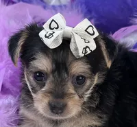 Melody, a female Morkie for sale in Birch Tree, MO – 9 of 10