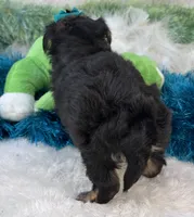 Harmony, a female Morkie for sale in Birch Tree, MO – 9 of 10