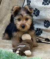 Silas, a male Morkie for sale in Birch Tree, MO – 7 of 10