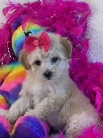 Twinkles, a female Maltipoo for sale in Birch Tree, MO – 3 of 10