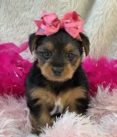 Porsha, a female Morkie for sale in Birch Tree, MO – 9 of 10