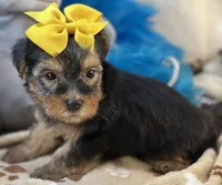 Sweet Winston, a male Yorkipoo for sale in Birch Tree, MO – 9 of 10