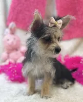 Ivy, a female Morkie for sale in Birch Tree, MO – 3 of 10