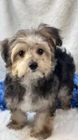 Festus, a male Morkie for sale in Birch Tree, MO – 10 of 10