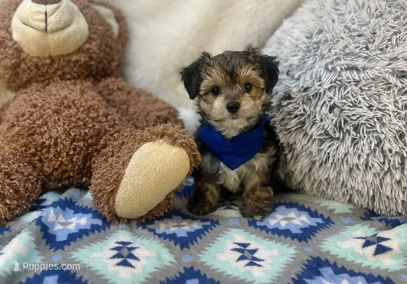 Titus  – Morkie puppy for sale in Birch Tree, MO
