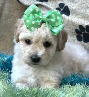 Ava Jean, a female Bichpoo for sale in Birch Tree, MO – 1 of 10
