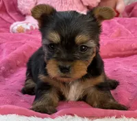 Charity, a female Morkie for sale in Birch Tree, MO – 4 of 8