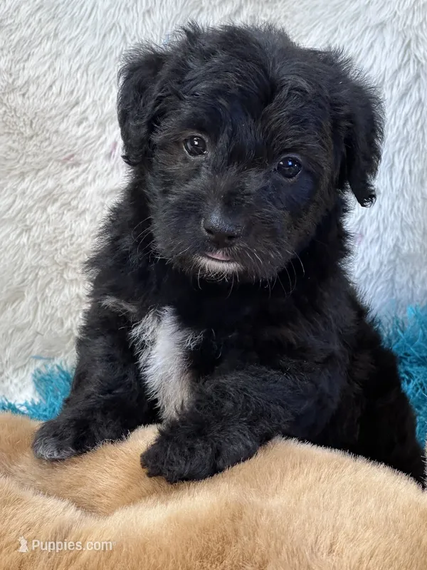 Tango – Yorkipoo puppy for sale in Birch Tree, MO