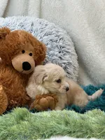 Freddy, a male Maltipoo for sale in Birch Tree, MO – 10 of 10