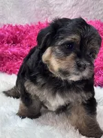 Anna Leigh, a female Morkie for sale in Birch Tree, MO – 7 of 7