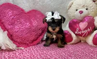 Daisy , a female Morkie for sale in Birch Tree, MO – Photo 1 of 5