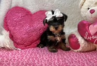 Daisy , a female Morkie for sale in Birch Tree, MO – Photo 4 of 5
