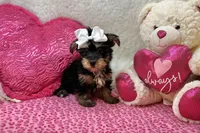 Daisy , a female Morkie for sale in Birch Tree, MO – Photo 2 of 5