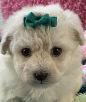 Lady   Bug , a female Maltipoo for sale in Birch Tree, MO – 3 of 10