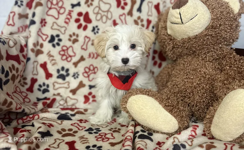Brody  – Maltipoo puppy for sale in Birch Tree, MO