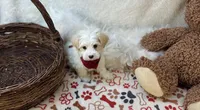 Brody , a male Maltipoo for sale in Birch Tree, MO – Photo 4 of 5