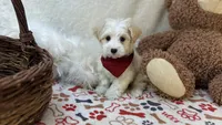 Brody , a male Maltipoo for sale in Birch Tree, MO – Photo 1 of 5
