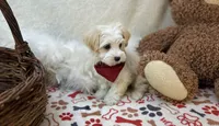 Brody , a male Maltipoo for sale in Birch Tree, MO – Photo 2 of 5