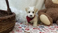 Brody , a male Maltipoo for sale in Birch Tree, MO – Photo 3 of 5