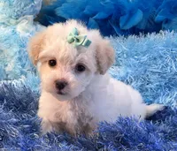 Benji, a male Maltipoo for sale in Birch Tree, MO – 9 of 10