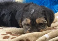 Oliver, a male Shorkie for sale in Birch Tree, MO – 6 of 10