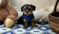 Simba , a male Yorkipoo for sale in Birch Tree, MO – Photo 3 of 5