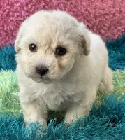 Lady   Bug , a female Maltipoo for sale in Birch Tree, MO – 10 of 10
